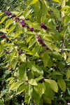 American beautyberry